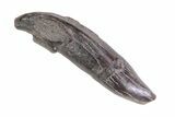 Fossil Odontocete (Toothed Whale) Tooth - Maryland #71107-1